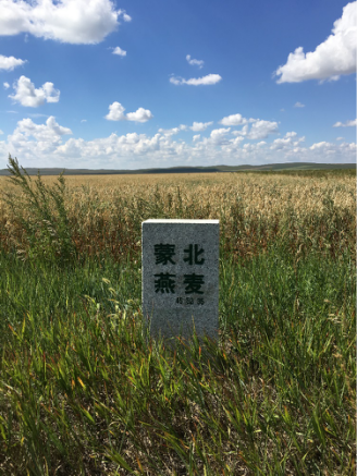 內蒙古蒙北燕麥種植基地