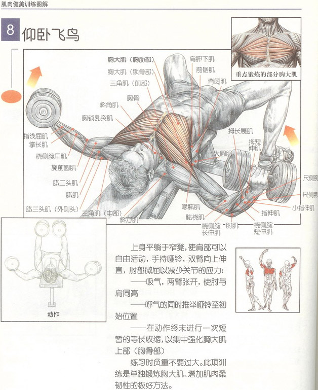 仰臥飛鳥