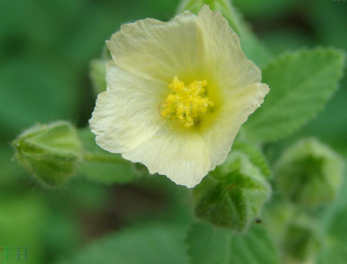 中華黃花稔(中華黃花棯)