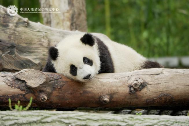 大熊貓安安(2022年出生在熊貓中心的大熊貓)