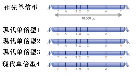祖先與後代單倍型的變遷