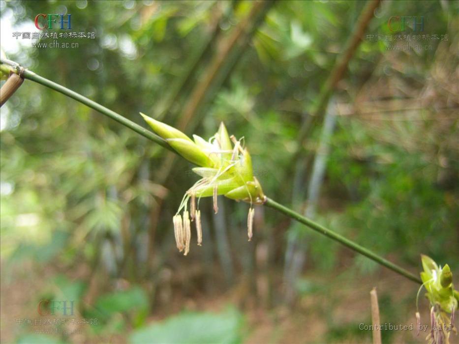 黃竹（原變型）