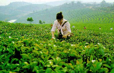 三里城鎮茶葉