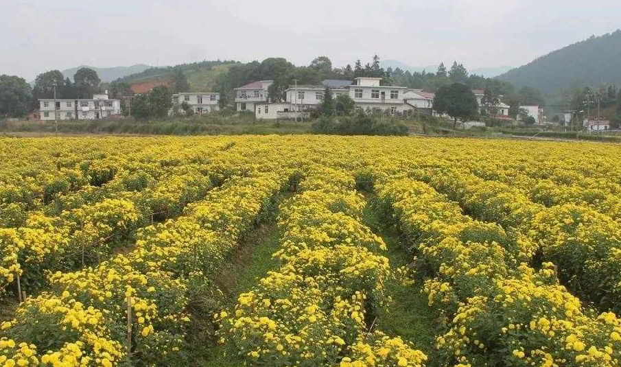 團豐村(廣東省從化市良口鎮團豐村)