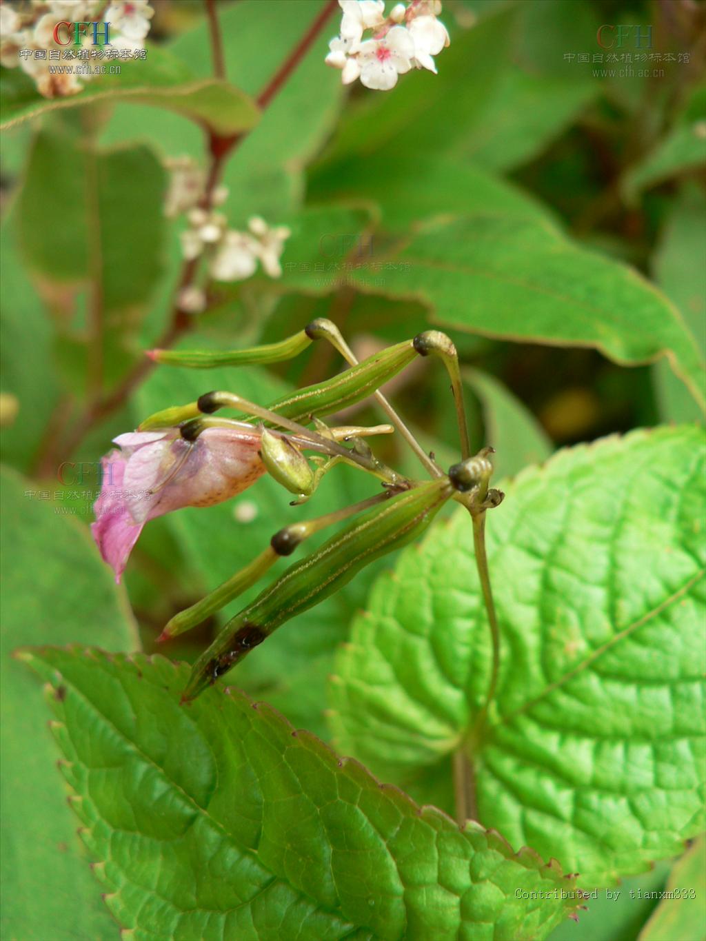 抱莖鳳仙花