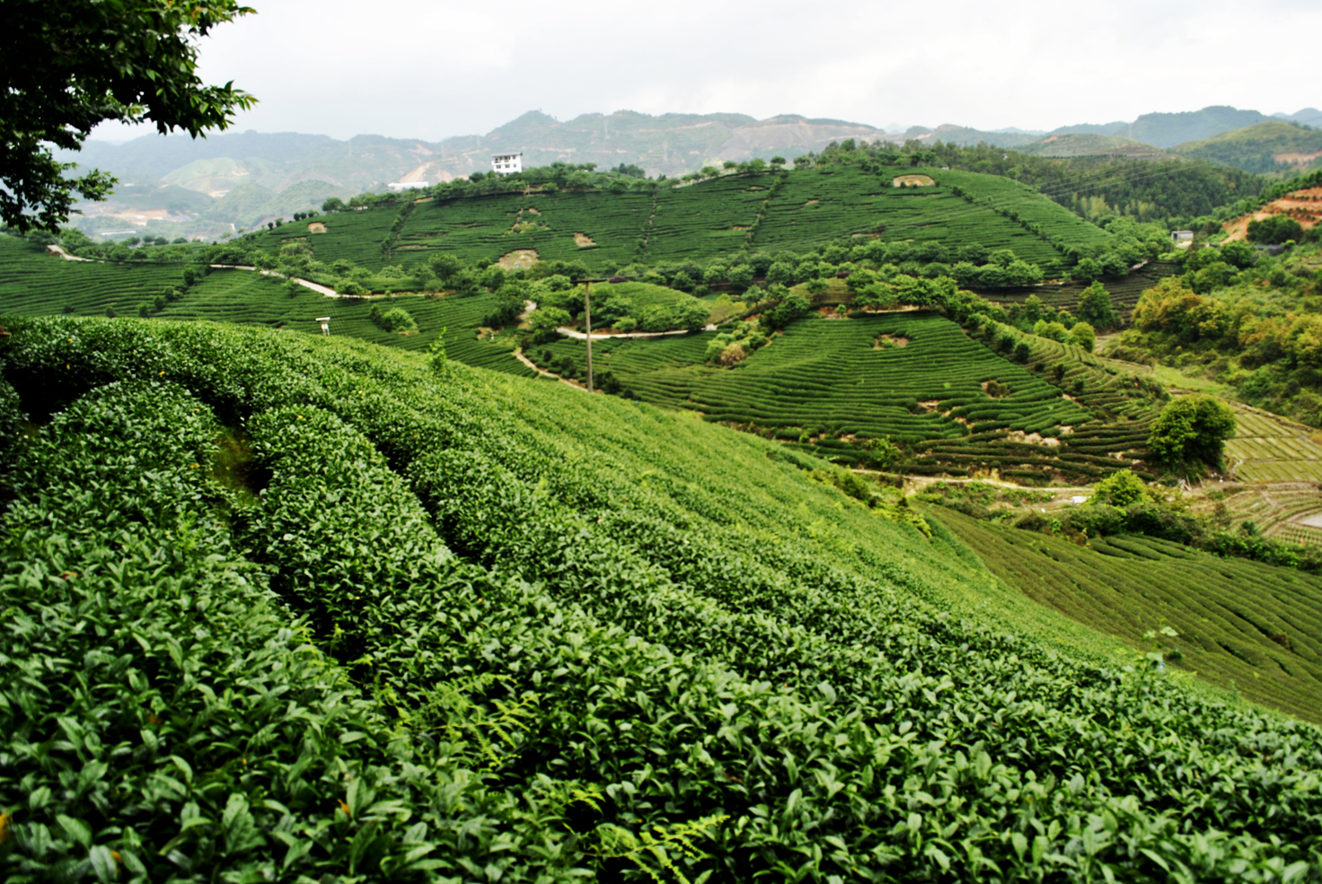 永福高山茶