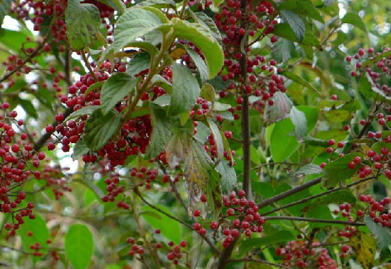 莢蒾(viburnum)