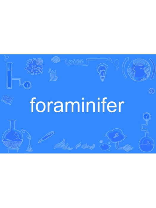 foraminifer