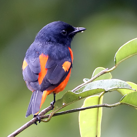 火紅山椒鳥