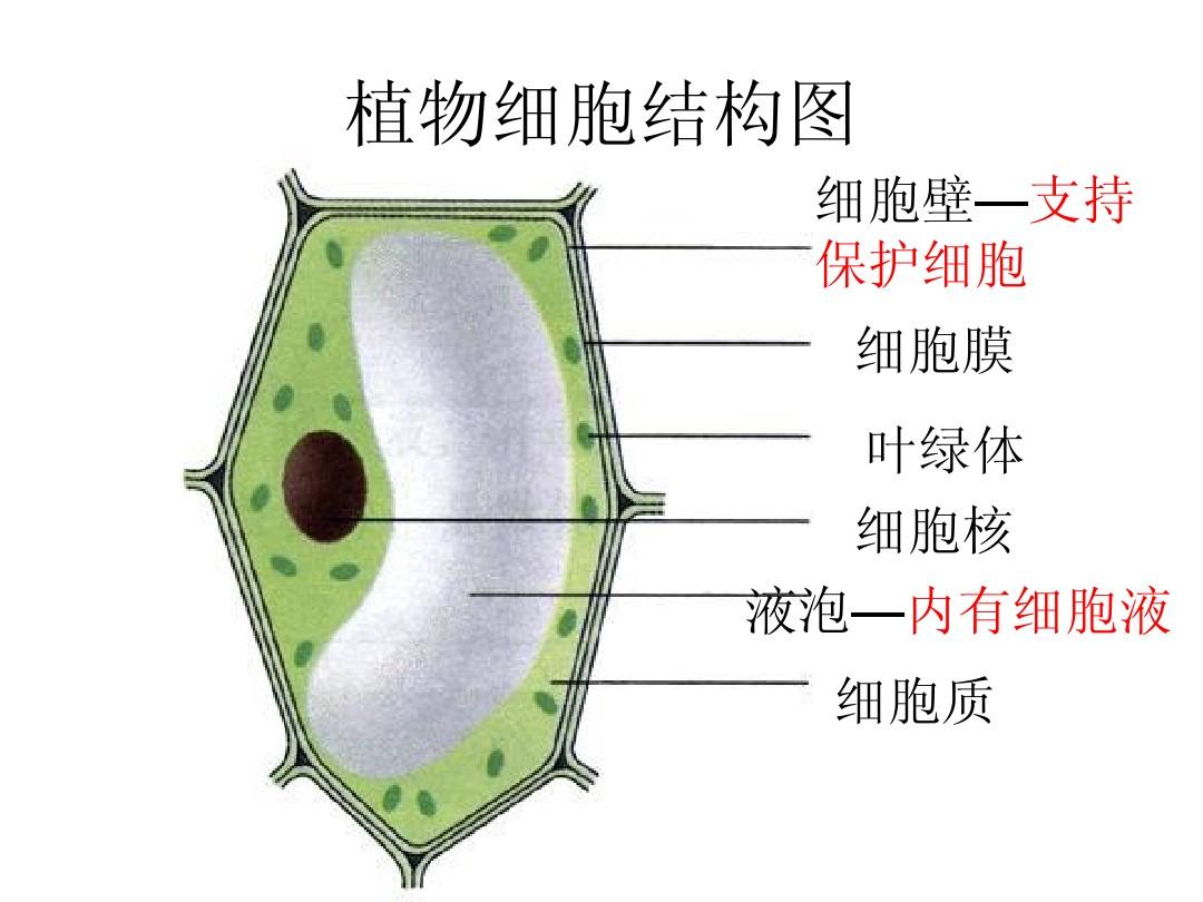 植物細胞壁 組成 特點 中文百科全書