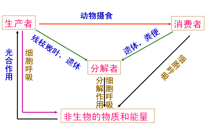 人類生態系統