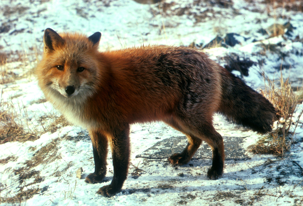 紅褐色赤狐-137