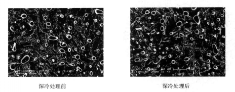 深冷處理前後組織形貌對比