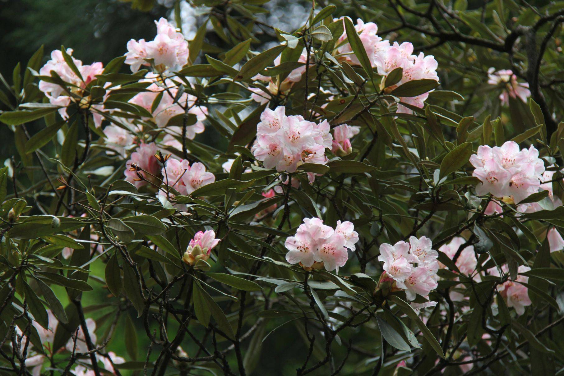 杜鵑花目