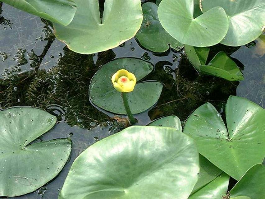 浮水花卉