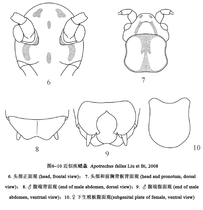 近似疾蟋螽