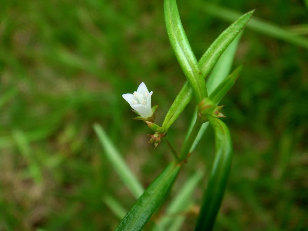 白花蛇舌草