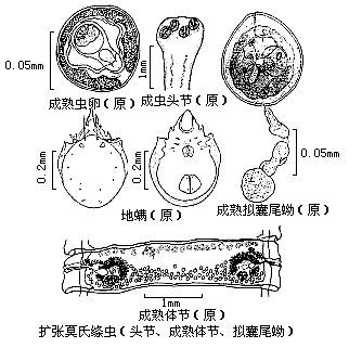 莫氏擴張絛蟲