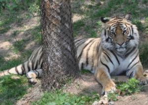 威海西霞口動物園