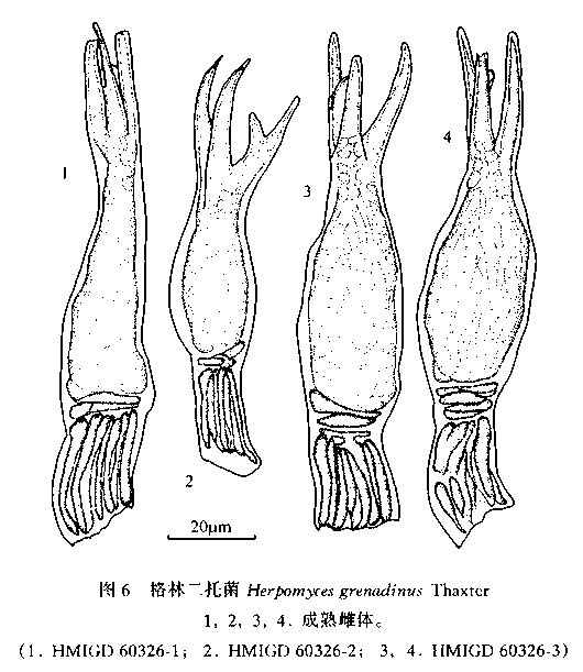 格林二托菌