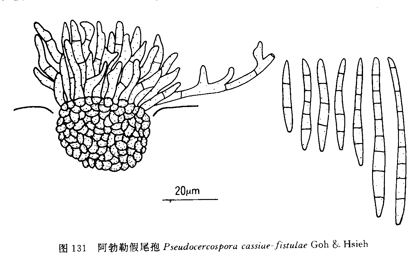 阿勃勒假尾孢