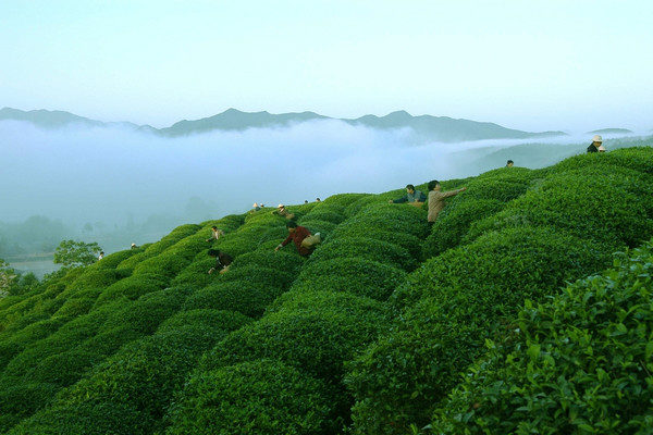 西鄉茶文化