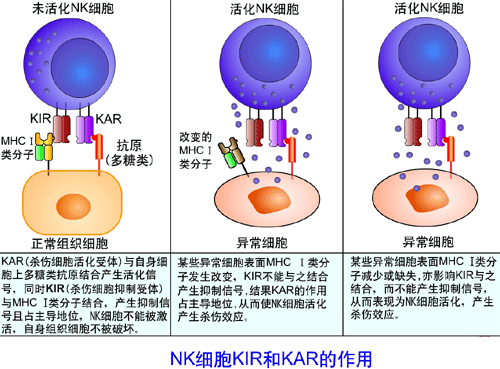 自然殺傷細胞(NK細胞)