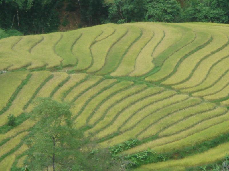 田 園