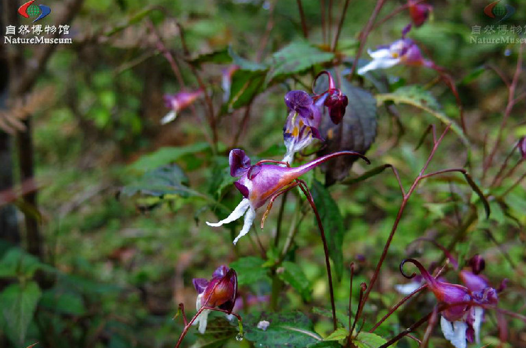 藍花鳳仙花