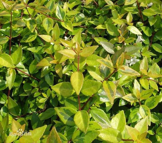 大對經草(藤黃科植物突脈金絲桃的全草)