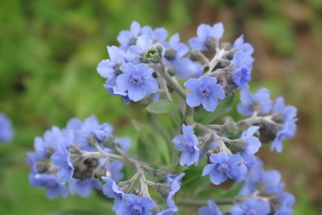 湖北長蕊琉璃草