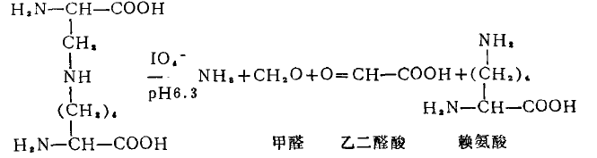 賴丙氨酸的過碘酸氧化反應