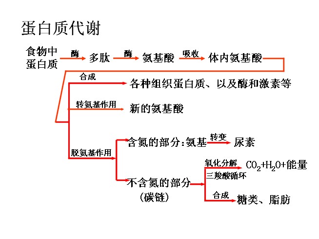 蛋白質代謝