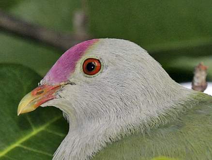 深紅頂果鳩