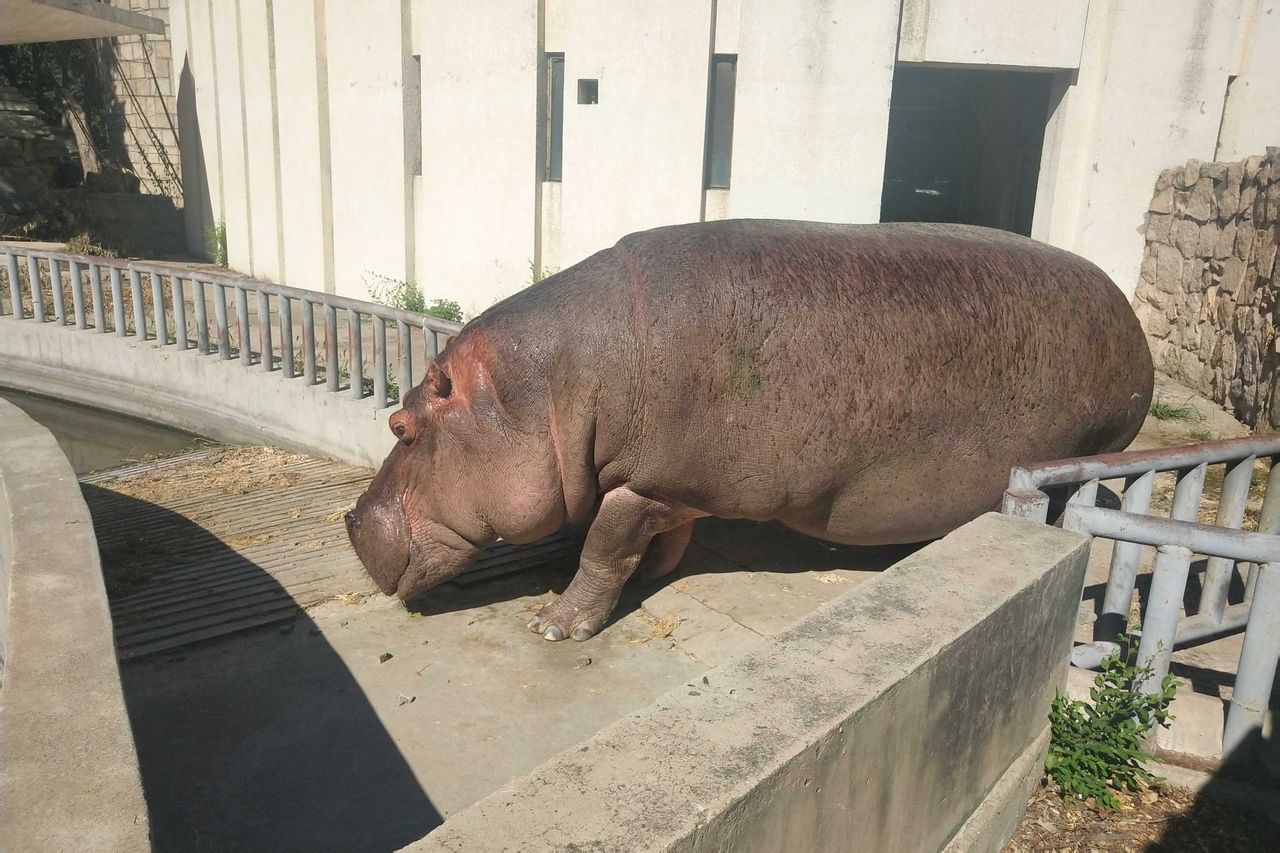 北京動物犀牛河馬館