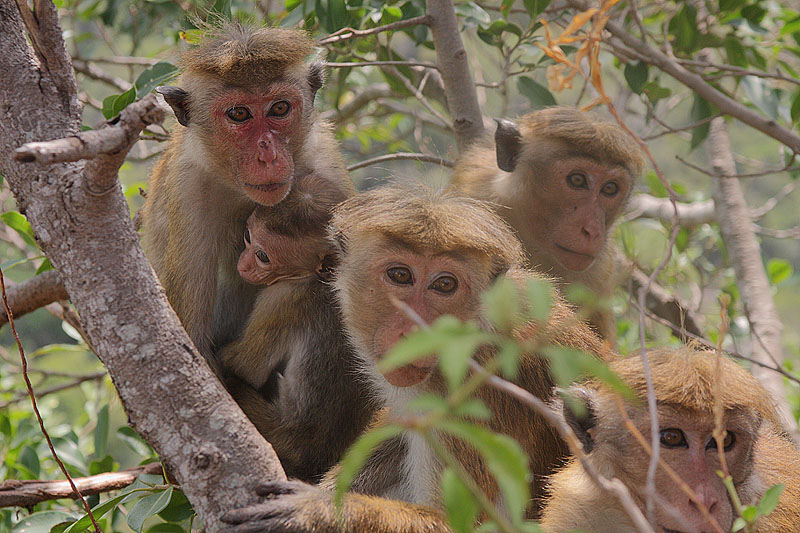斯里蘭卡獼猴指名亞種