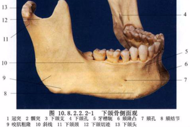 下頜體後部截骨術