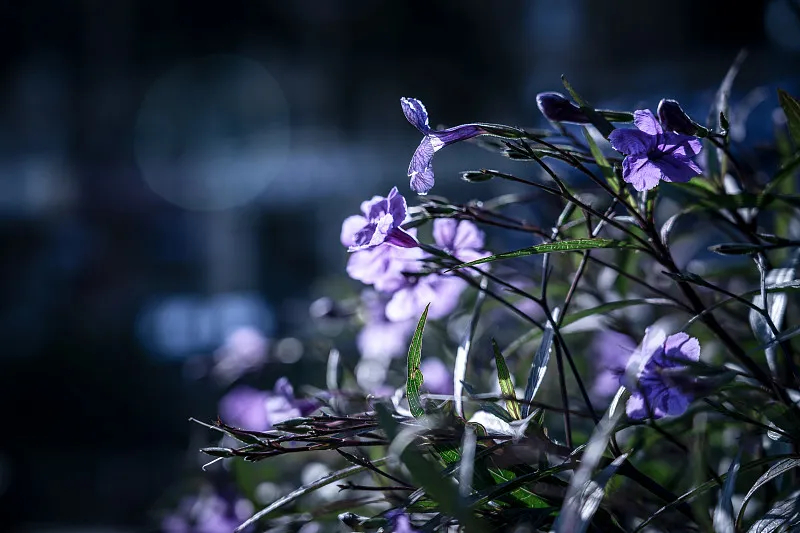 藍花草