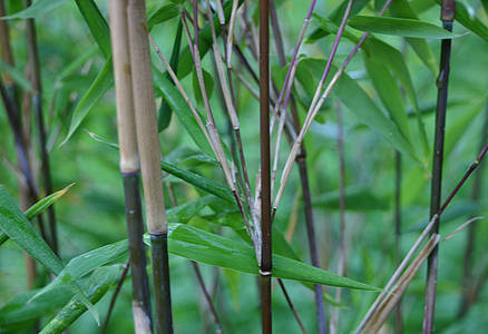 Arrow Bamboo