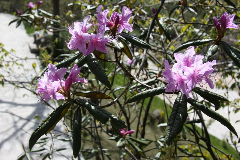 鱗花杜鵑