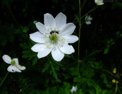 二歧根蓮花根