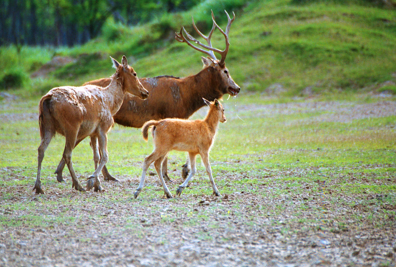 江蘇大豐麋鹿自然保護區