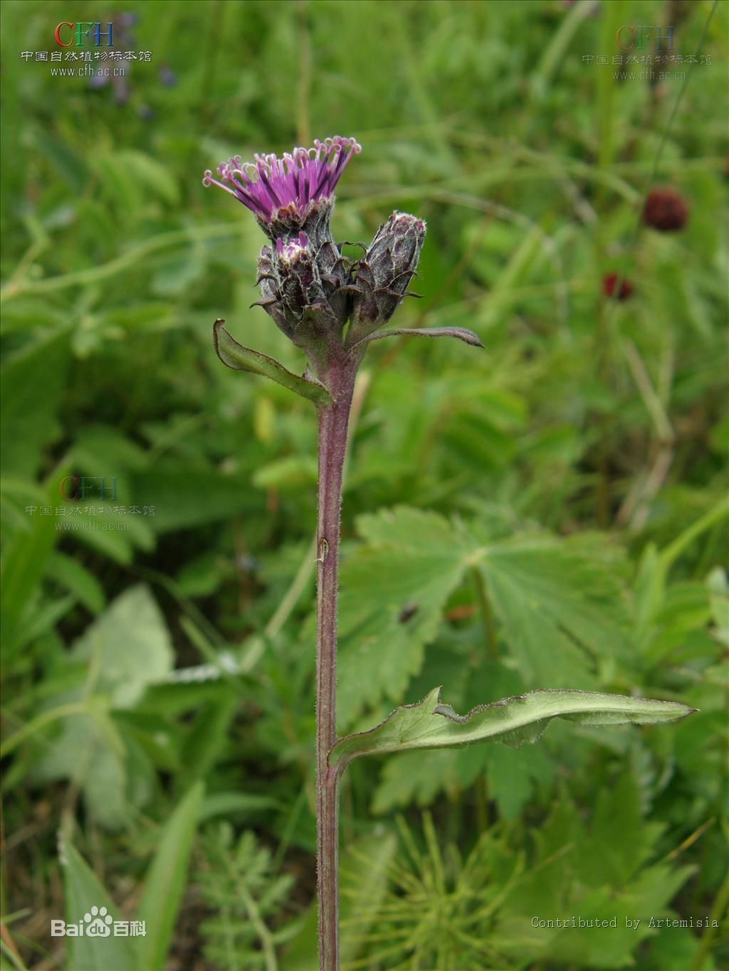 硬葉烏蘇里風毛菊