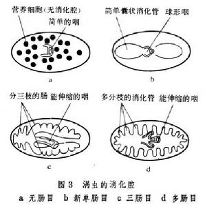 渦蟲綱