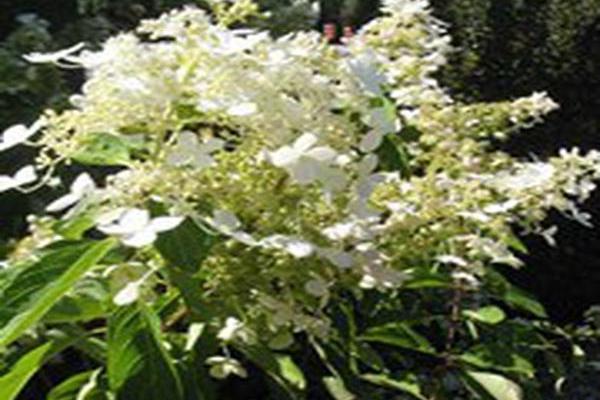 Hydrangea paniculata \x27Chantilly Lace\x27