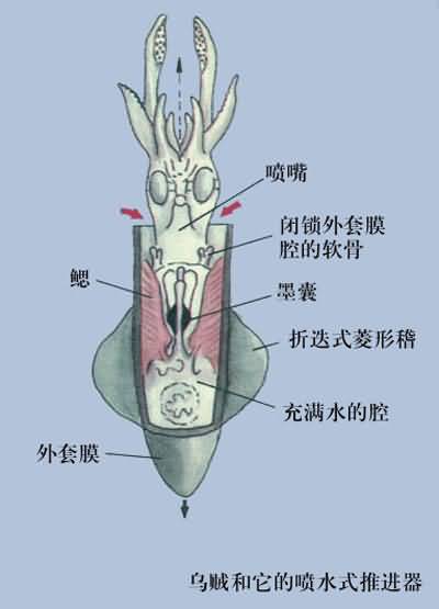 墨囊(動物墨囊)