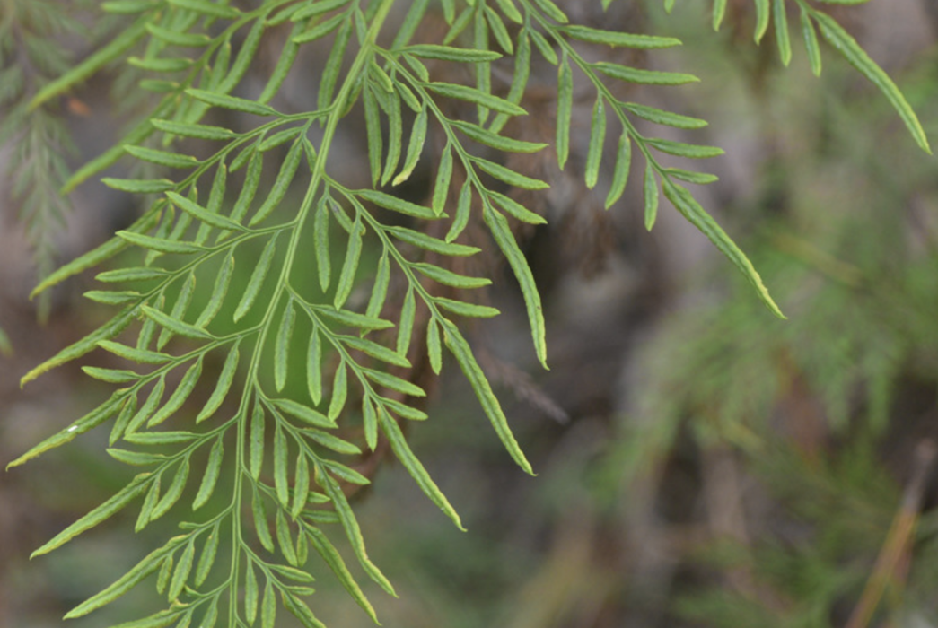 金粉蕨(中國蕨科、金粉蕨屬植物)