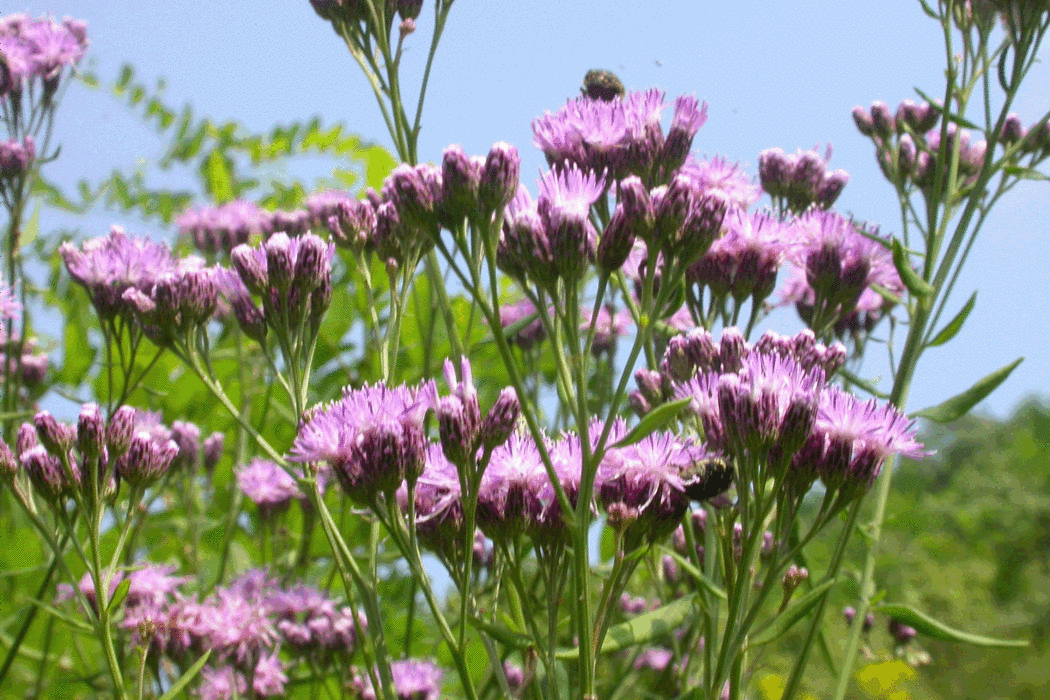 苞葉風毛菊