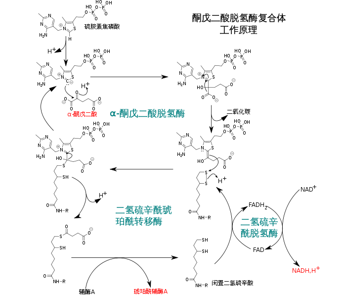 酮戊二酸脫氫酶(α-酮戊二酸脫氫酶)