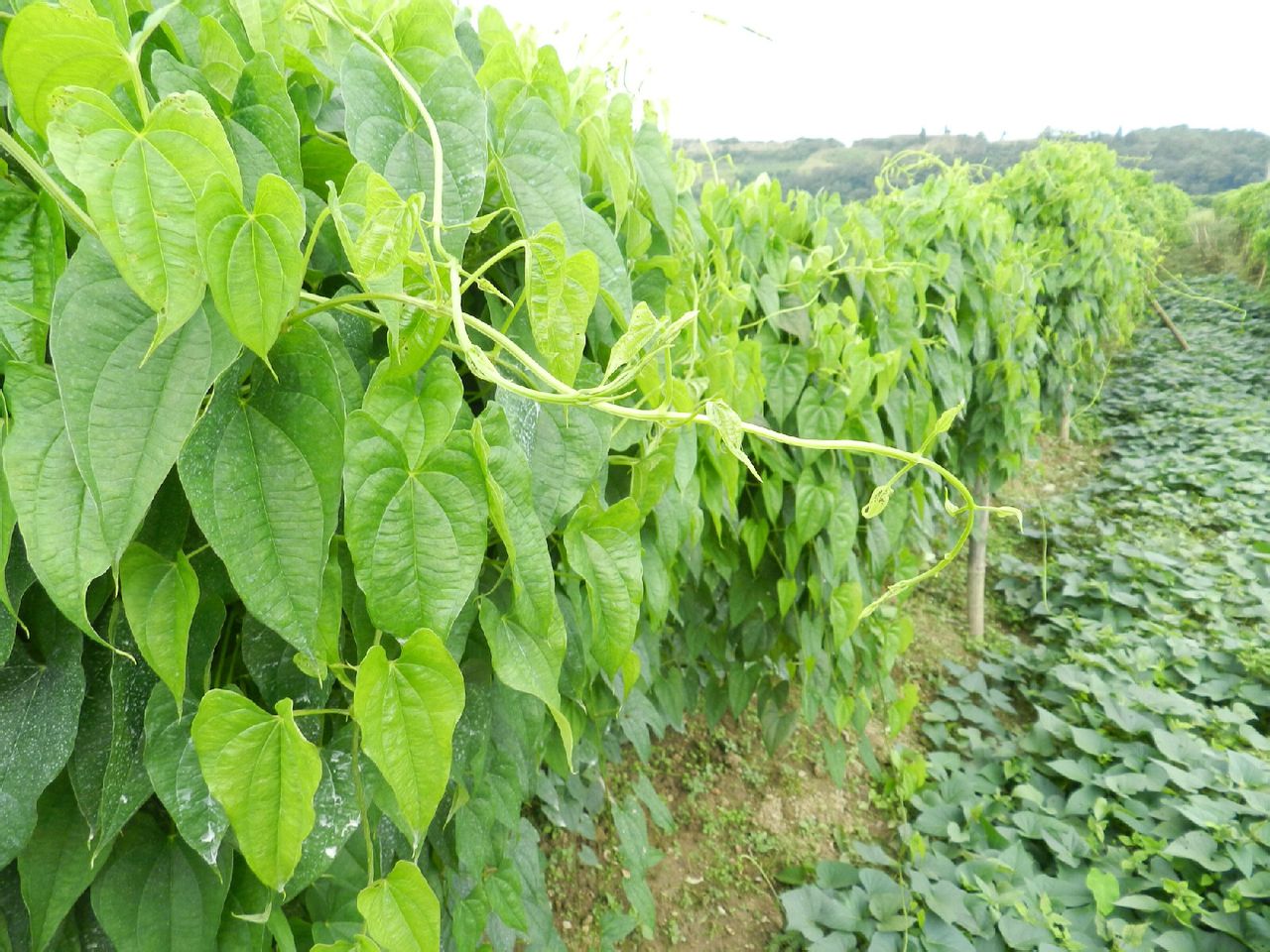 高山野山藥